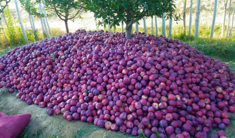 119203114_3613833475307893_5589542999774857742_n