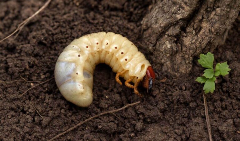 20250511_000829_1185240451-1