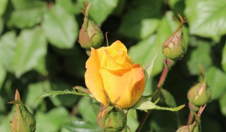 39eceb9c-83d3-493d-b9f8-bbe8a24fcfa2_w1080_h608