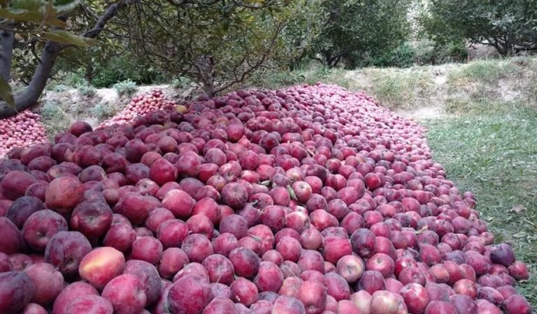 44977678_2094031703977132_2447187805944676352_n