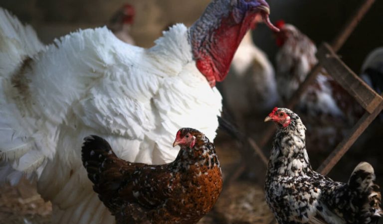 Chickens and a turkey walk inside a coop at a private poultry farming at a ranch in Rio de Janeiro, Brazil June 2, 2023. REUTERS/Ricardo Moraes