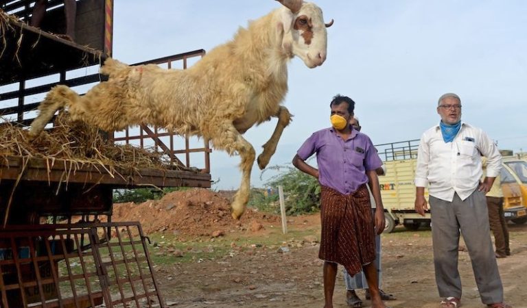 Livestock vendors unload sheep from a truck ahead of the Muslim festival of Eid al-Adha at a ground in Chennai on July 28, 2020. - Eid al-Adha, feast of the sacrifice, marks the end of the Hajj pilgrimage to Mecca and commemorates Prophet Abraham's readiness to sacrifice his son to show obedience to Allah. (Photo by Arun SANKAR / AFP)