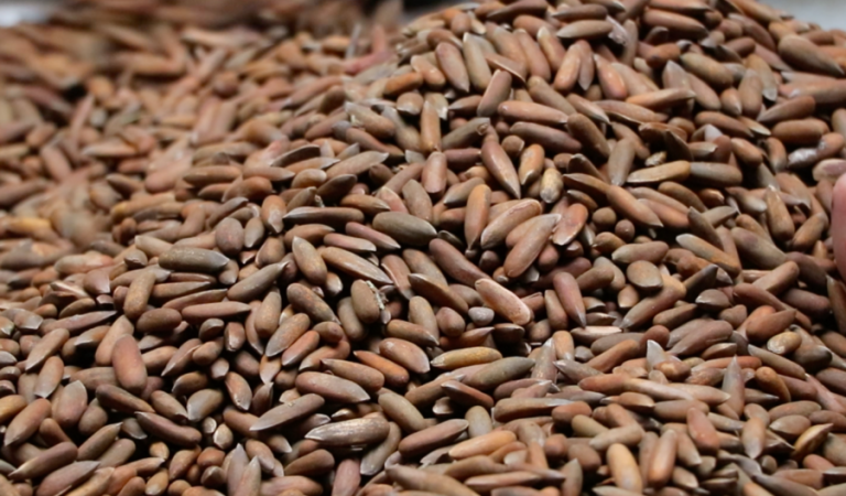 6481783_184_0_1257_805_1920x0_80_0_0_8018f5a0546d31d484c8ee475afb1d78