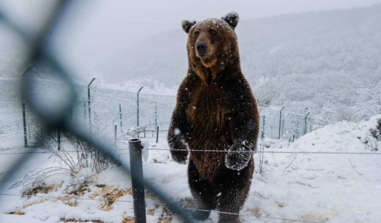 A-lion-and-several-bears-go-wild-in-snow-in-Kosovo-scaled