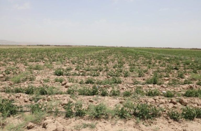 Climate-change-in-Herat-reduction-in-domestic-production-and-increase-in-food-prices-r6t7exib6ataw7xu7iyjvg61wj4pbtqkzwmab7pmyw