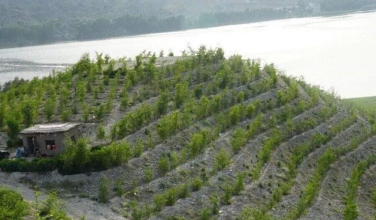 Developing-jujube-forests-in-Laghman-a-green-step-against-climate-change-rjh9t41h16dqfd567empcyshokvddtmlu32nlxx9jc