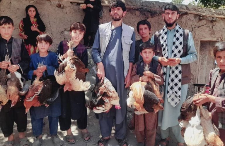 Distribution-of-laying-hens-in-Badakhshan-rbtujuqd99r7y9uv64ir7v9kf6bz8ptb7aev2i5big