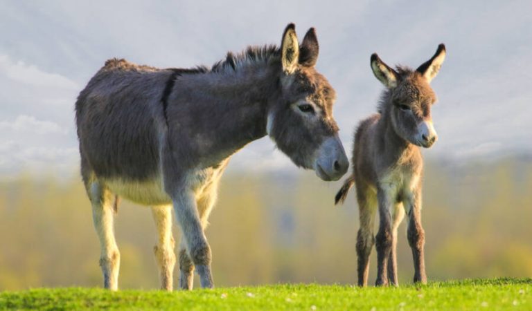 Increased-demand-for-donkey-skins-has-created-a-horrific-market