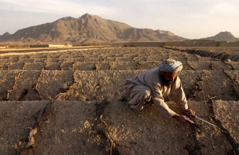 More-than-80-percent-of-Afghan-farmers-affected-by-drought-r9ug4lu0idz8h8gt0r7mubd9y6sd06ap4c876n2x6w