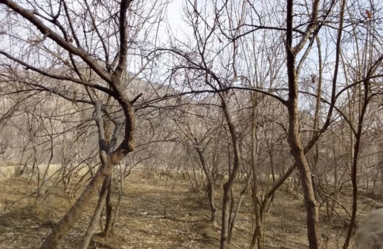 Pomegranate-growers-in-Tagab-are-optimistic-winter-snows-promise-a-fruitful-year-2