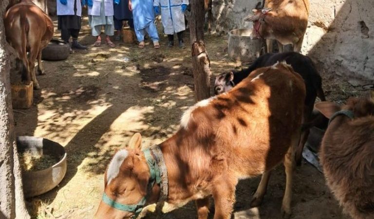 Simultaneous-outbreak-of-three-deadly-livestock-diseases-in-Kapisa-livestock-farmers-are-worried-rnqhwlleigq9ibcwgzd8kmh9e1upq5ffnajsqw4z9k