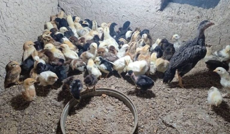 Small-Cages-Big-Hopes-The-Story-of-a-Home-Business-in-Farah-rkz1x3gtsqel3g1093vy7x20wcis4cqecz5c5z29hk