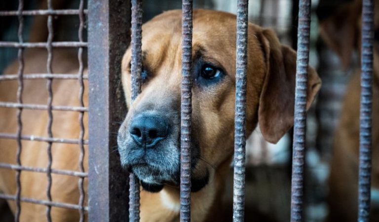 South-Korean-lawmaker-introduces-bill-to-ban-dog-meat-for-humans