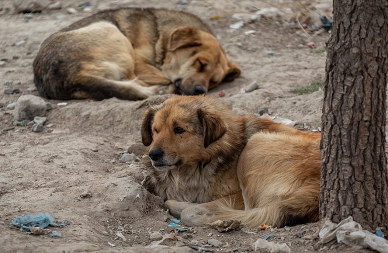 Street-Dogs-Afghanistan