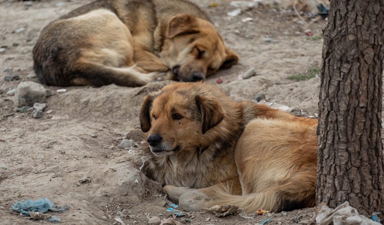 Street-Dogs-Afghanistan