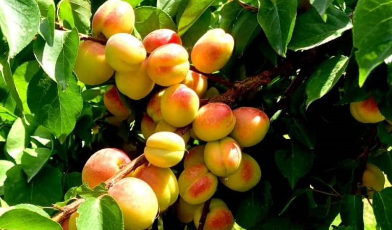 The-outbreak-of-smallpox-in-Parwan-has-worried-gardeners-r87pvx3bvtg4g6e3nmlzo355l4j9ru7d9ij8oo4d54