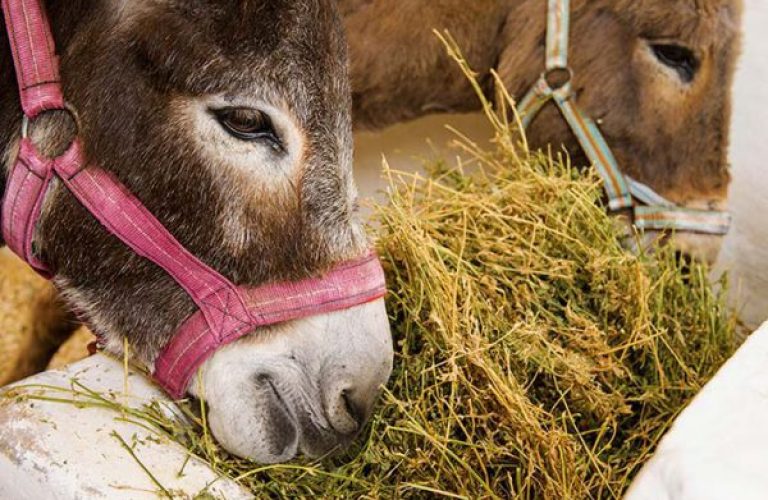 Two-donkeys-eating-hay-at-trough-1-600x450