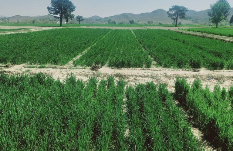 WhatsApp Image 2026-01-14 at 9.17.17 AM (3)