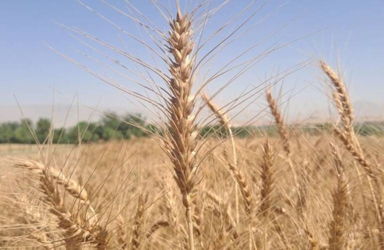 Wheat yields have increased - Report - Kandahar - 2023-6-14 (1)