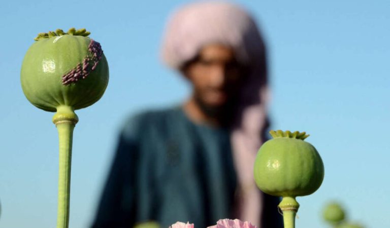 A farmer works at a poppy plantation in a field in Kandahar on April 3, 2022. - The Taliban's supreme leader on April 3 ordered a ban on poppy cultivation in Afghanistan, warning that the hardline Islamist government would crack down on farmers planting the crop. (Photo by Javed TANVEER / AFP)