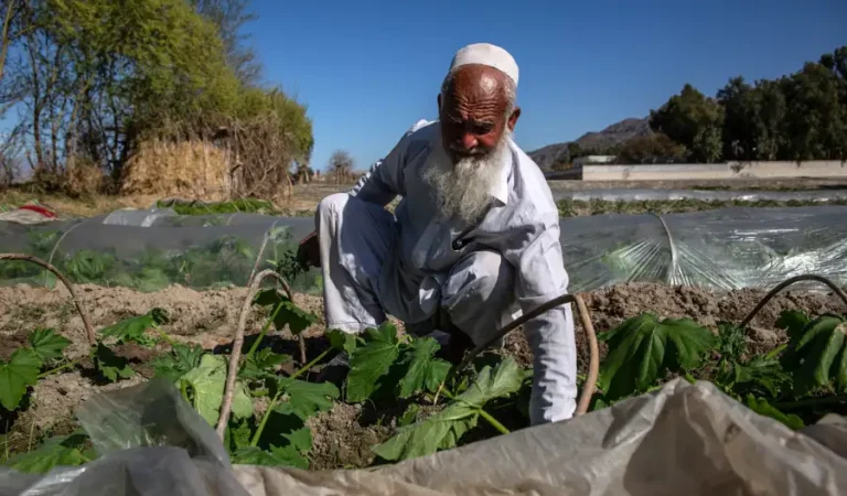 afghanistan-drought-harvest