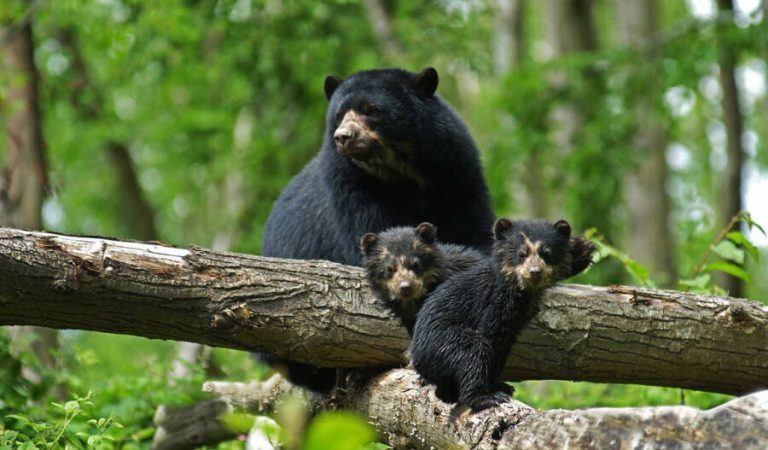 andean-bear-peru-istock-3589