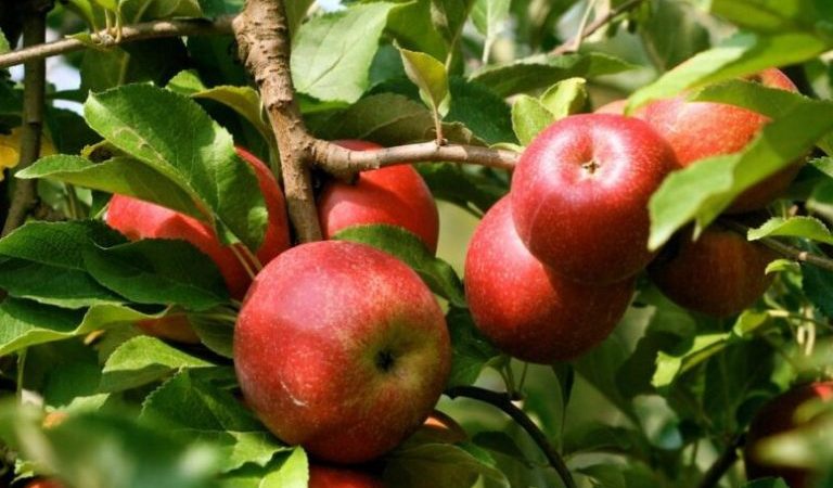 apple-re95rqixqrmnysmgadmoxdiokfdyfytrcwsdxksia0