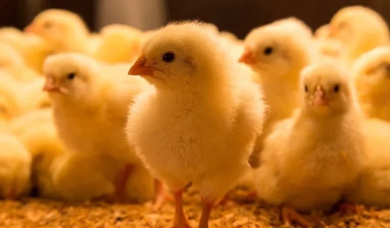 day-old-broiler-chicks-rhfuw290s1zbmmmxgxo10zkuvwplizdixt90ykfr7s