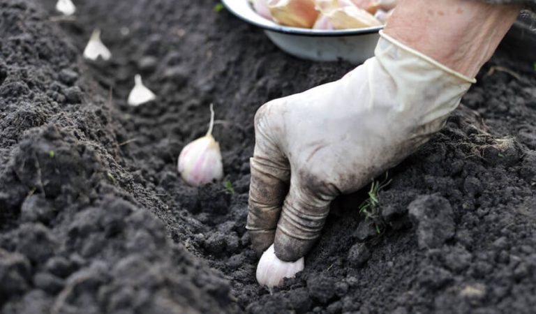 garlic_planting