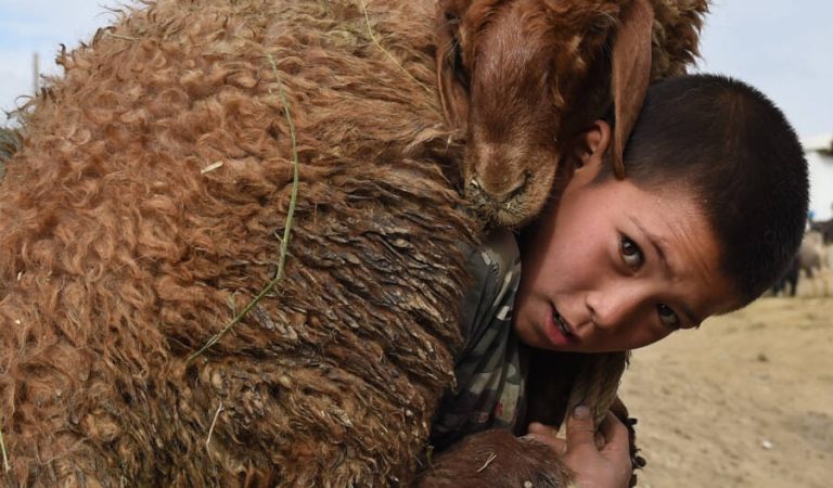 An Afghan boy carries a sheep on his shoulder at a livestock market on September 22, 2015, just ahead of the Eid al-Adha festival in Kabul.