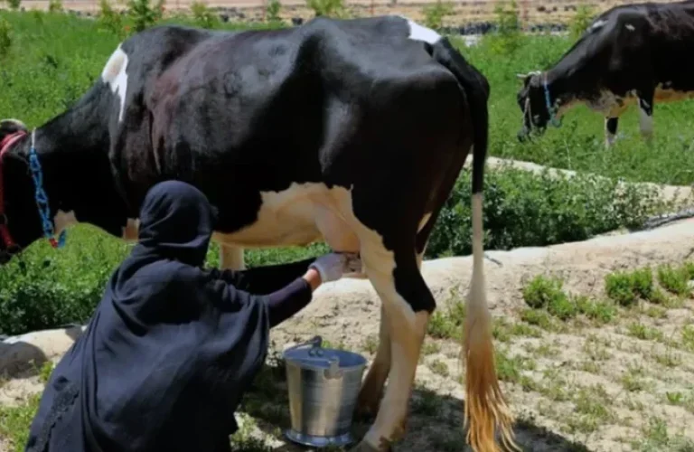 ghazni-1212-r96drji57qi0ksbn93zyermv39pue7vecsvh2zf24o