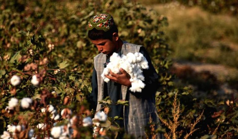 kandahar-nov-2-2019-an-afghan-child-harvests-930420