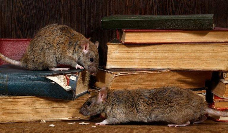 rodent-infestation-rats-chewing-books