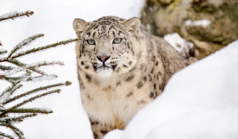 snow-leopard_zoo-CROP_Web