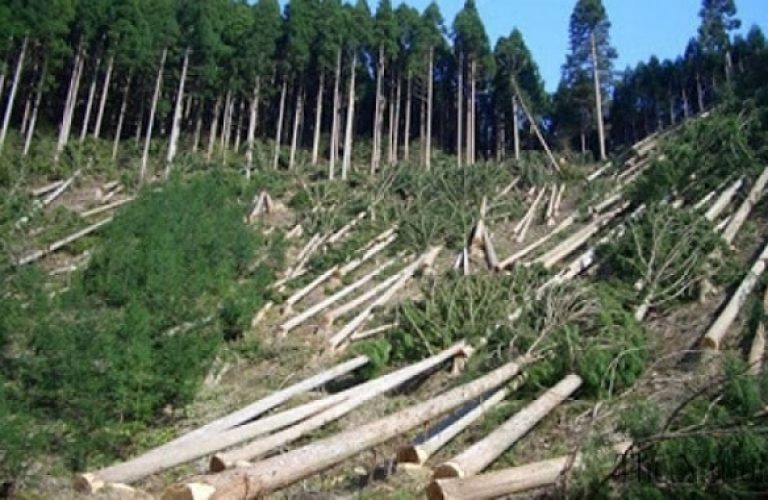 timber-mafia-using-poor-people-for-cutting-woods-illegally-from-islamabad-forests-1452511461-1112-610x380