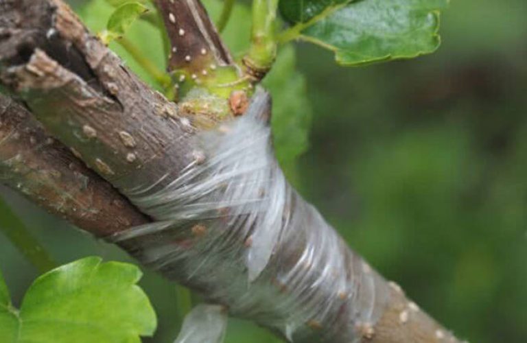 با-پیوند-زدن-گیاهان-و-انواع-مختلف-آن-آشنا-شوید-روش-پیوند