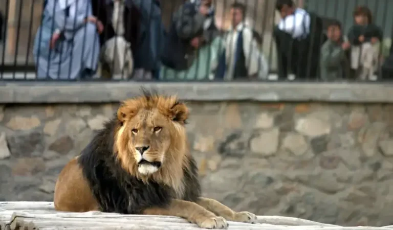 باغ وحش کابل