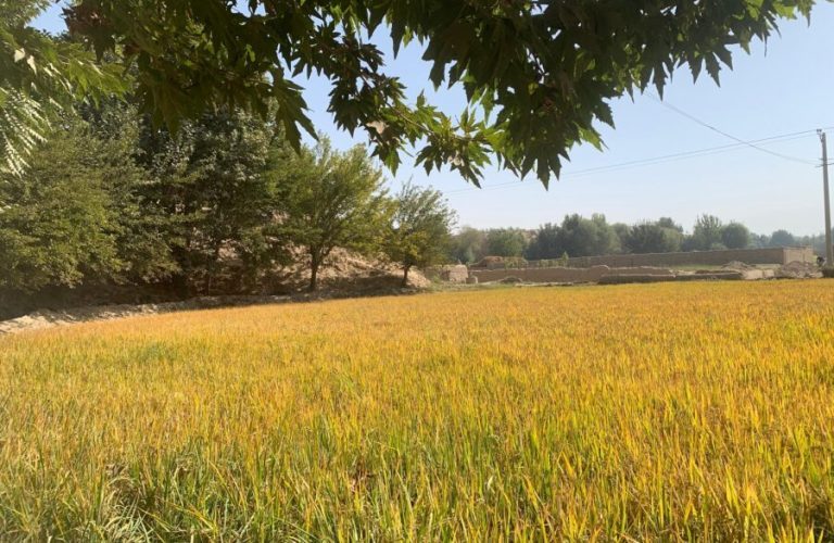 تخار شولې کښتونه