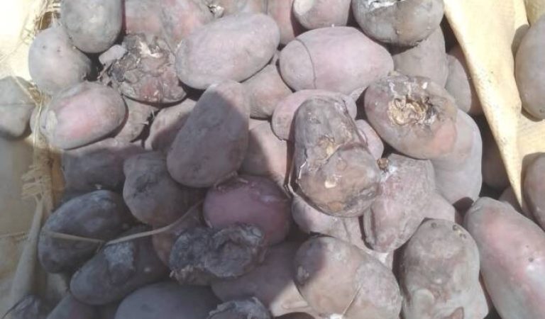 خوسا کچالو لېږد مخه نیول