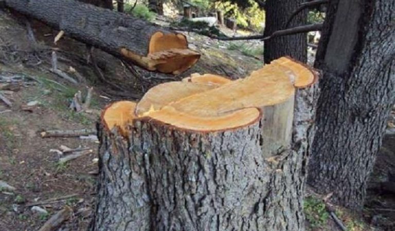 د ځنګلونو وهل