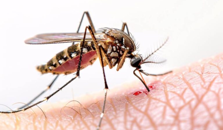 ملاریا ناروغي