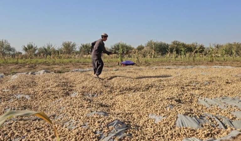 ممپلي- ممپلیو- پمپلي