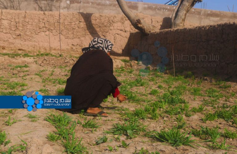 هرات-مېرمنې-کرنه