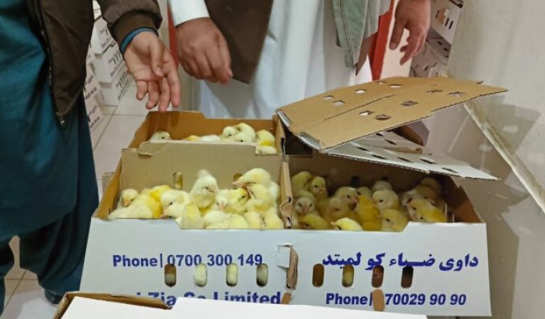 هلمند کې د چرګوړو تولید