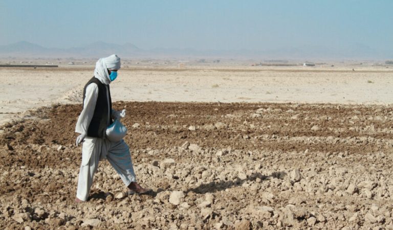 Noor Mohammad sows certified wheat seed provided by FAO in Sahibzada Kalacha village, Daman district of Kandahar, Afghanistan on 8 November 2021. ©FAO/Hashim Azizi