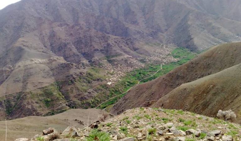 پروان ټرافیکي