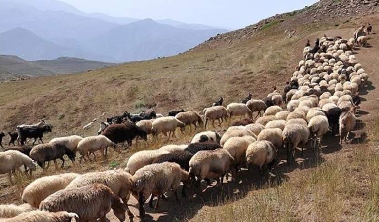 پسونه قاچاق