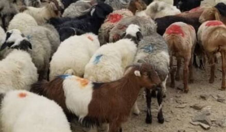 پسونو قاچاق