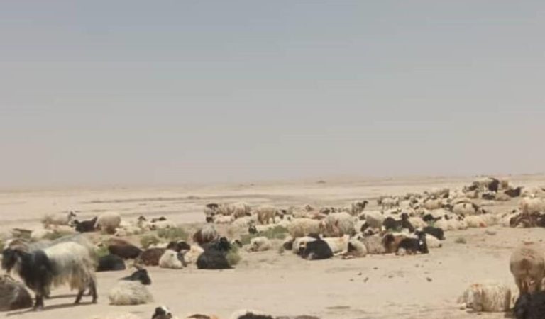 پسونو قاچاق مخه نیول کندهار