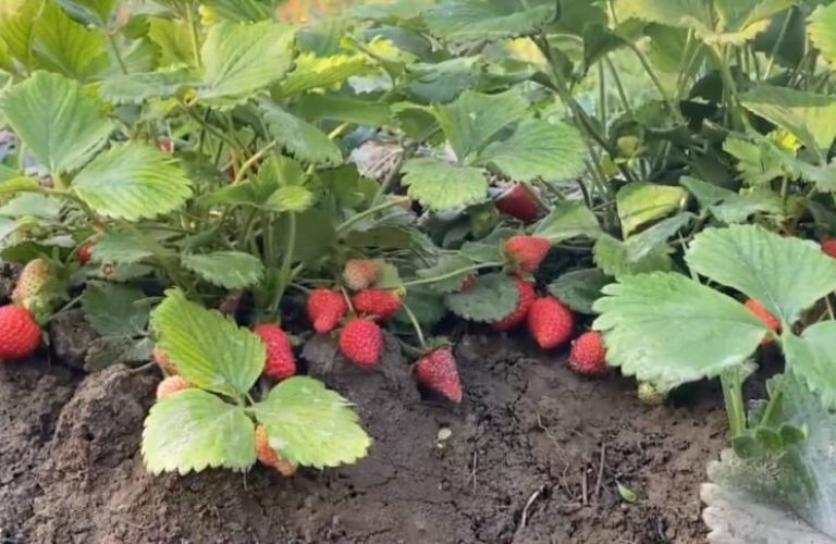 ځمکني توت (3)